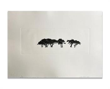 black and white etching on paper of acacia trees