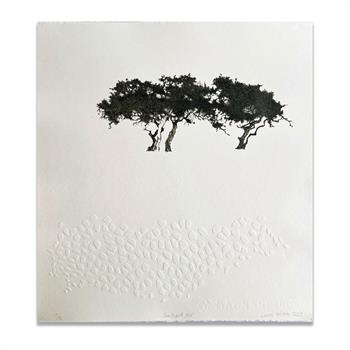Picture of a drypoint etching with embossing of an acacia tree