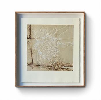 Framed etching on stained paper of a delicate protea bloom