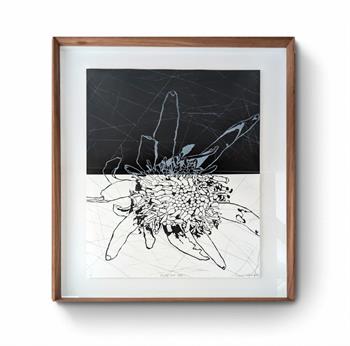 framed etching on paper in black and white of a protea flower