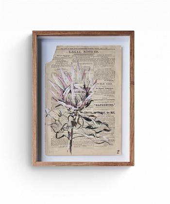 King Protea painting on sheet of historical Gazette by Lisette Forsyth
