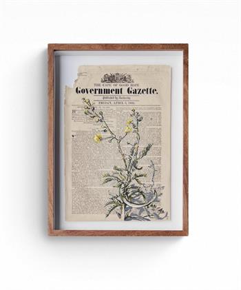 Botanical painting of an invasive weed created on sheet of historical Gazette paper