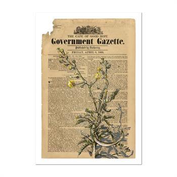Giclée print of a yellow-flowering plant over an aged 1860 Cape of Good Hope Government Gazette page, titled Invasive Alien by Lisette Forsyth.