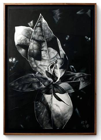 detailed botanical drawing in charcoal on paper
