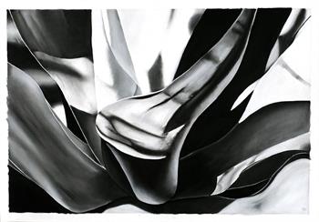 large detailed botanical drawing in charcoal on paper