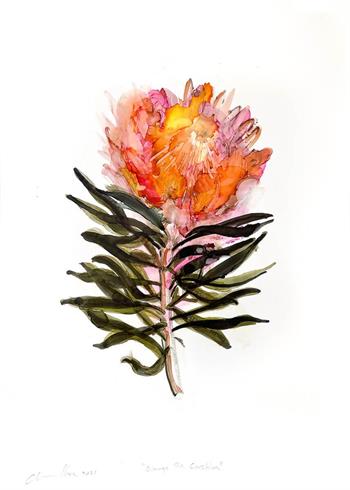 Orange Pincushion - Ink On Yupo by Pascale Chandler