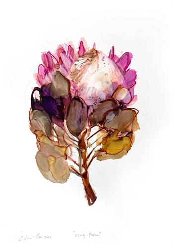King Protea - Ink On Yupo by Pascale Chandler