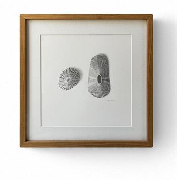 detailed pencil drawing of two limpet shells by Karin Daymond