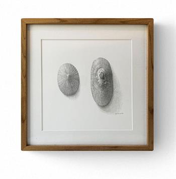 framed graphite drawing of two limpet shells by Karin Daymond