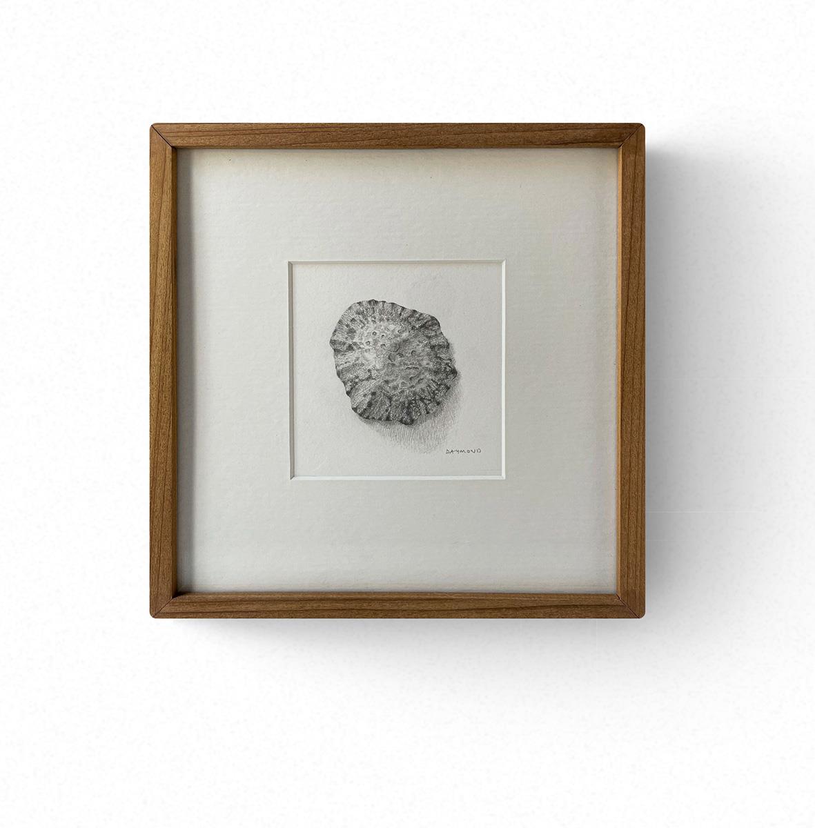 small detailed drawing of a limpet shell by Karin Daymond