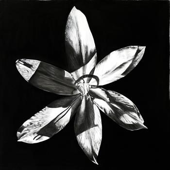 hyper-realistic flower portrait in charcoal on paper