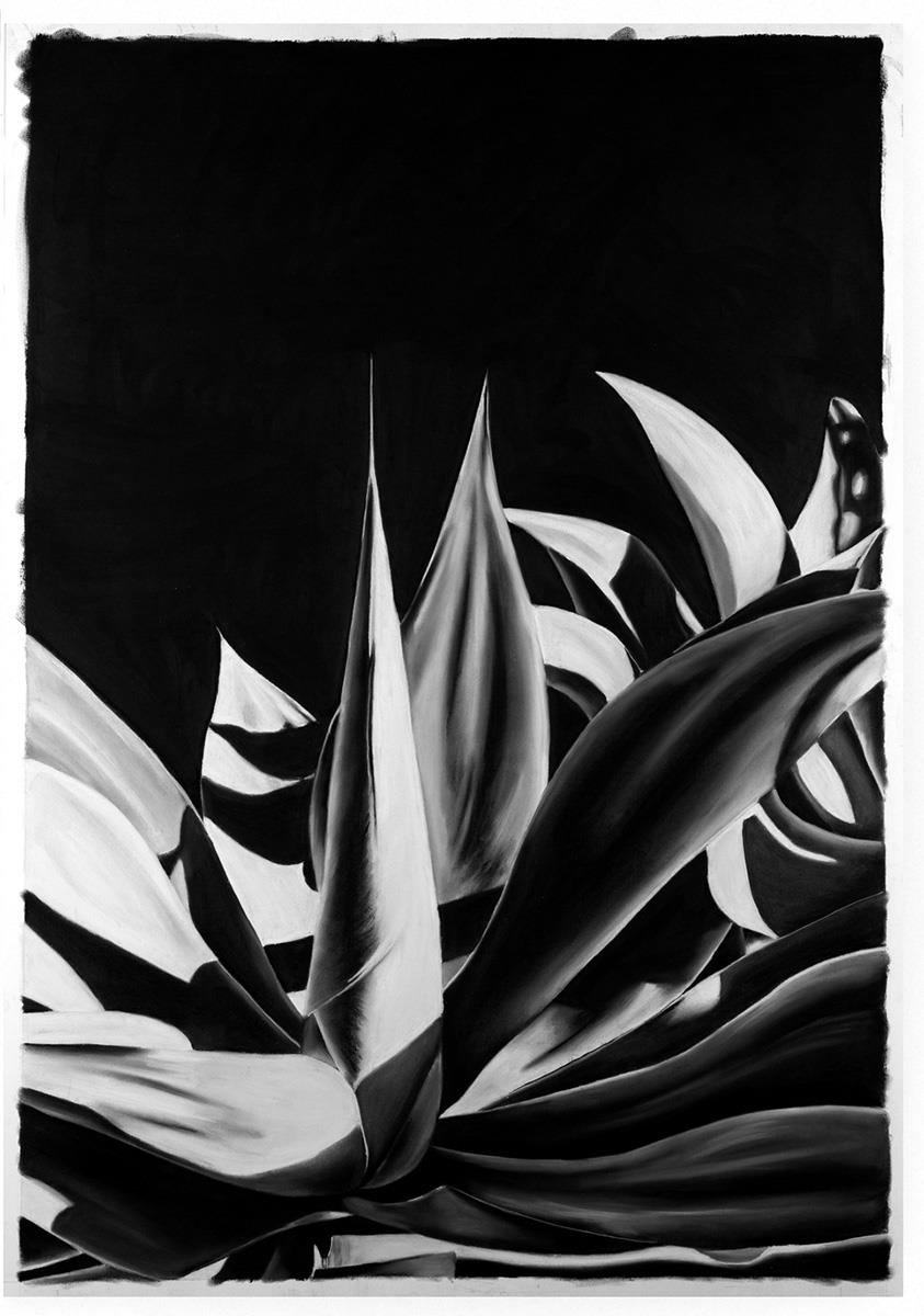 detailed charcoal drawing of foxtail agave succulent