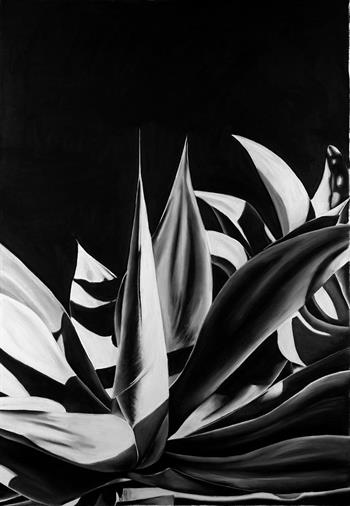 detailed charcoal drawing of foxtail agave succulent