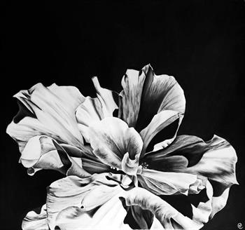 large detailed charcoal drawing of a hibiscus flower