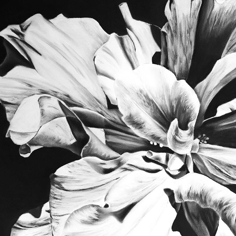 large detailed charcoal drawing of a hibiscus flower