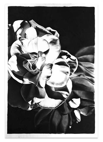 realistic charcoal drawing on paper of a white rose