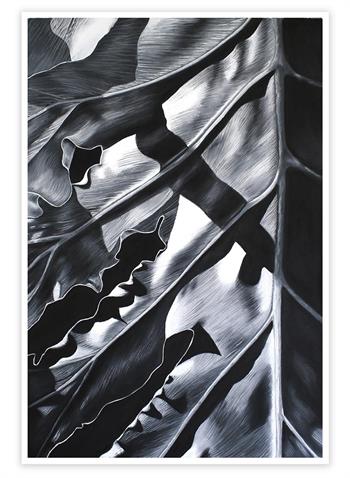black and white realism drawing of a monstera deliciosa leaf
