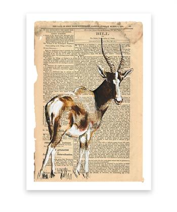 Print on paper of a painting of a Bontebok by Lisette Forsyth
