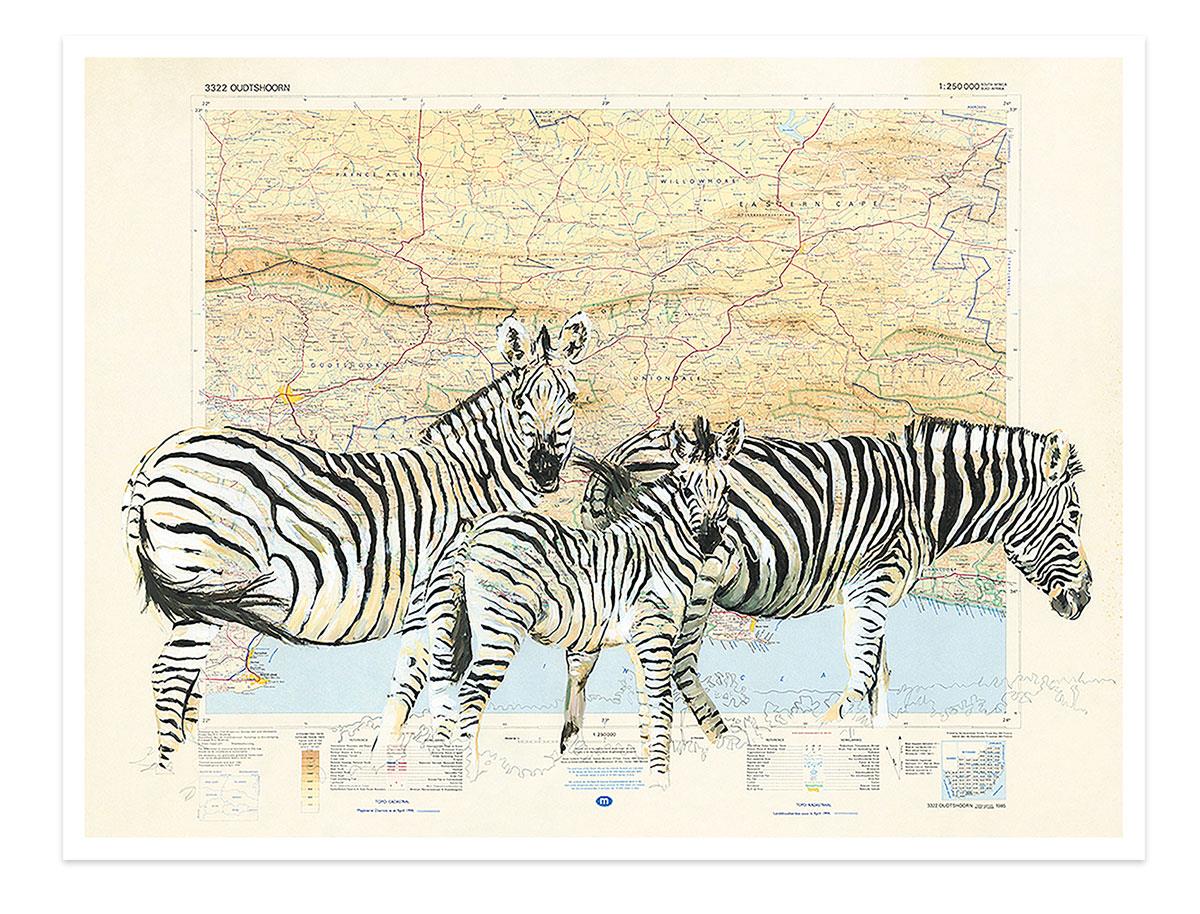 art print of zebra's on a map of Outdshoorn, South Africa