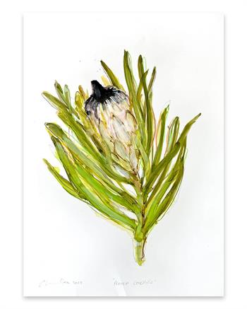 botanical painting on paper of a Protea Congifolia