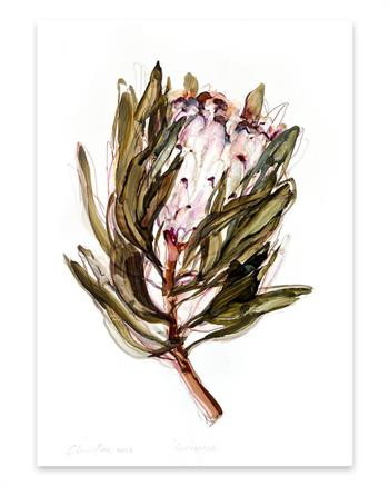 botanical painting on paper of a Proteaceae flower