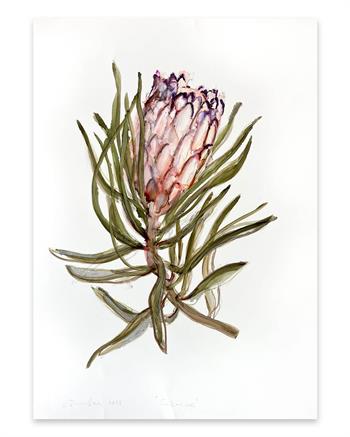 botanical painting on paper of a suikerbos protea flower