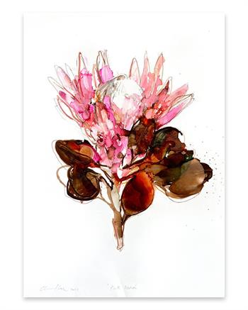 Pink Protea - Ink On Yupo by Pascale Chandler
