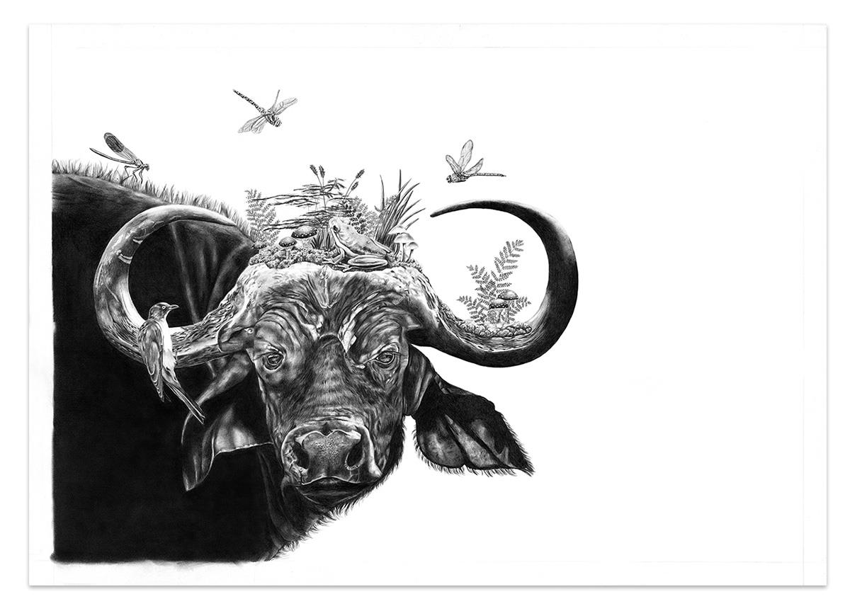 Large pencil drawing on paper of a buffalo and birds in a realism style