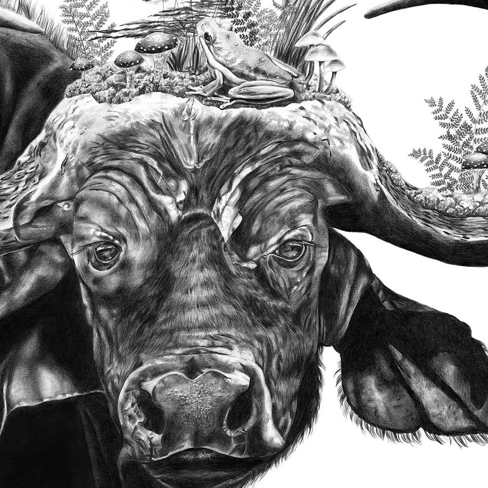Large pencil drawing on paper of a buffalo and birds in a realism style