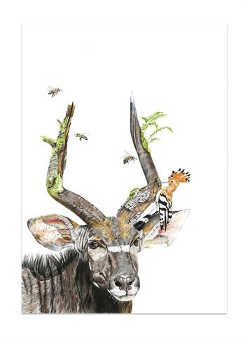 fine art wildlife drawing on paper of a kudu and hoopoe