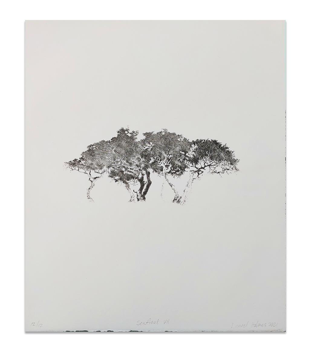 drypoint etching on paper of an acacia tree