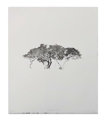 drypoint etching on paper of an acacia tree