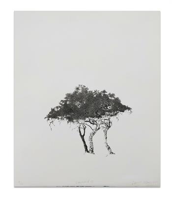 an etching on paper of an African acacia tree