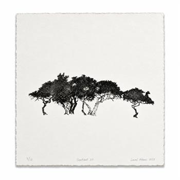 Sentient XII by Laurel Holmes, black and white etching of a group of trees on cotton rag paper.