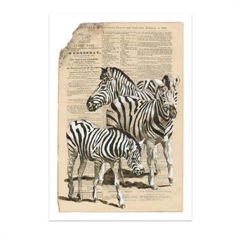 print on paper of a painting of African zebra