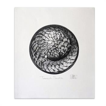 Etching on paper depicting the rare Cape Pangolin