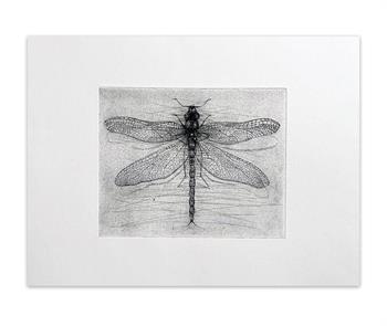 Hardground etching on paper depicting a dragonfly
