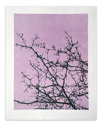 fine art print depicting a pink dusk sky with branches in the foreground