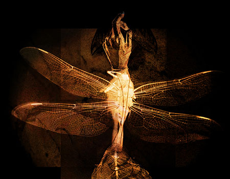 ORGANISM : Janet Botes