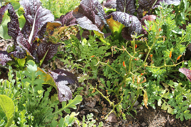 Laurel's kitchen garden